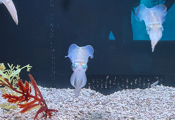 三亚亚特兰蒂斯失落的空间水族馆第 141 张图片