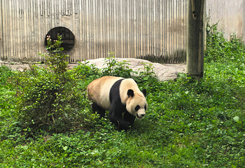 卧龙中华大熊猫苑神树坪基地第 123 张图片