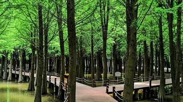 星海半岛湿地公园-水上森林