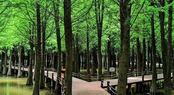 星海半岛湿地公园-水上森林