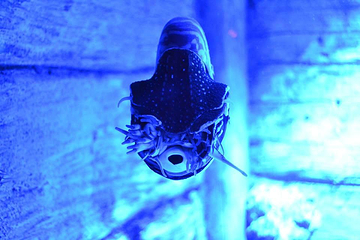 Sea Life Kansas City Aquarium第 3 张图片