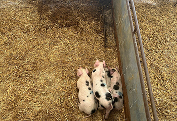 Roves Farm第 9 张图片