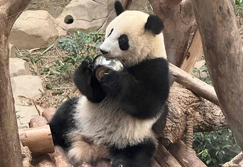 成都大熊猫繁育研究基地第 345 张图片