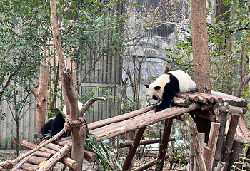 成都大熊猫繁育研究基地第 137 张图片