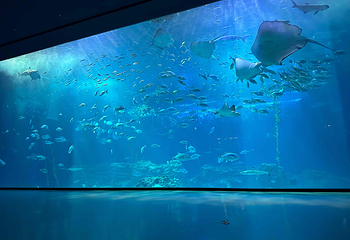 济州岛Aqua Planet水族馆第 74 张图片