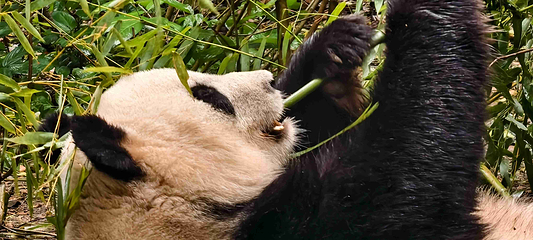 成都大熊猫繁育研究基地第 193 张图片