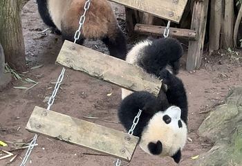 重庆动物园第 203 张图片