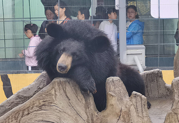 东北虎林园第 285 张图片