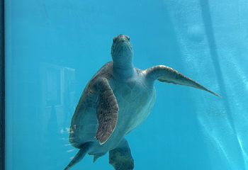 冲绳美丽海水族馆第 158 张图片