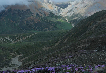 白马雪山第 22 张图片