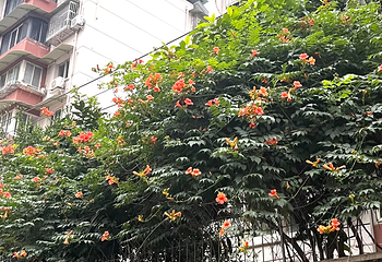 玉林西路第 77 张图片