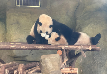 成都大熊猫繁育研究基地第 229 张图片