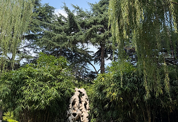趵突泉景区第 232 张图片