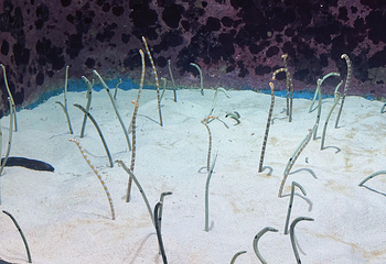 冲绳美丽海水族馆第 245 张图片