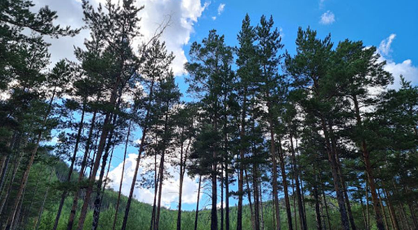 Rayonnyy Dom Kul'tury