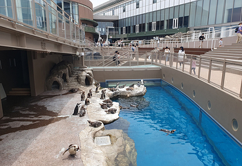茨城县大洗水族馆第 34 张图片