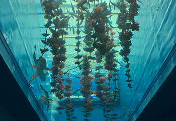仙台海洋森林水族馆第 21 张图片