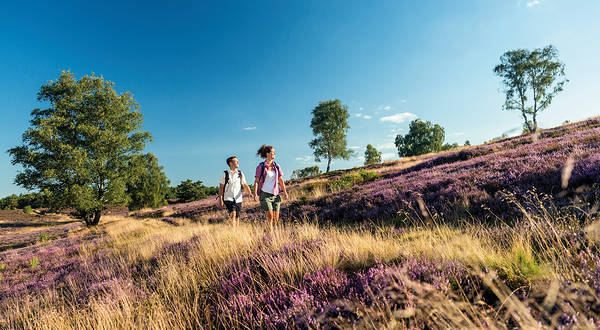 吕讷堡石楠草原