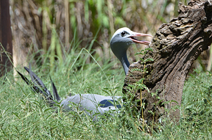 Ann van Dyk Cheetah Centre