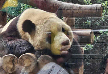 圣地亚哥动物园第 32 张图片