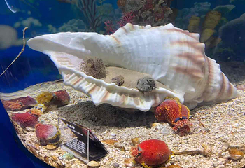上海海昌海洋公园第 367 张图片