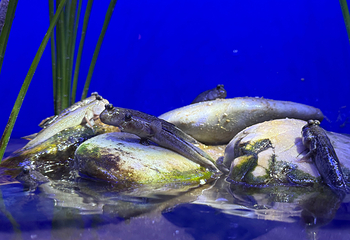 上海海洋水族馆第 156 张图片