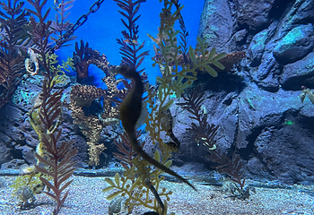 上海海洋水族馆第 168 张图片