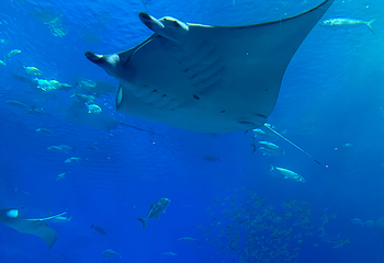 冲绳美丽海水族馆第 136 张图片