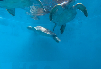 冲绳美丽海水族馆第 160 张图片