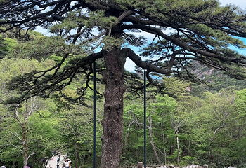 黄山风景区第 252 张图片