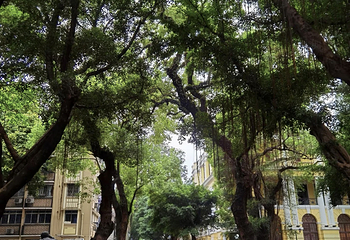 沙面第 30 张图片