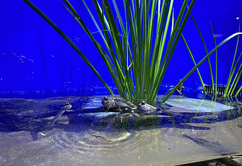 上海海洋水族馆第 198 张图片