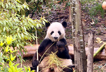 成都大熊猫繁育研究基地第 266 张图片