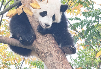 成都大熊猫繁育研究基地第 497 张图片