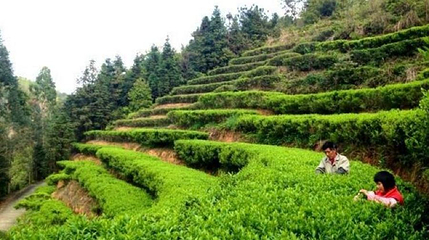 茶山公园第 1 张图片