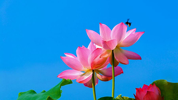 贵港市四季花田农业生态观光园