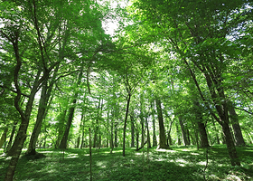 山中湖 文学の森公园