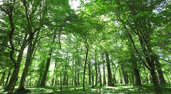 山中湖 文学の森公园