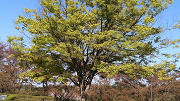 秋田市一つ森公園 桜広場