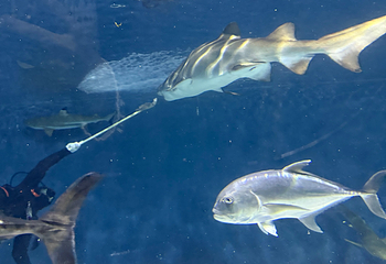 上海海洋水族馆第 160 张图片