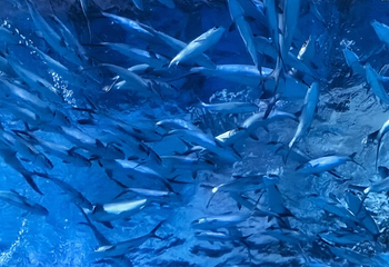 海合安武汉极地海洋公园第 431 张图片