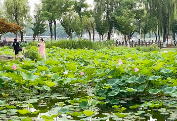 莫愁湖公园第 36 张图片