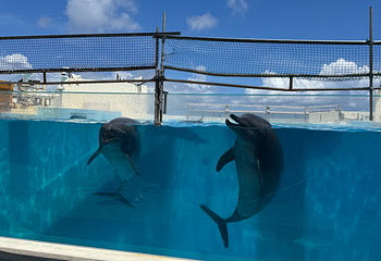 冲绳美丽海水族馆第 38 张图片