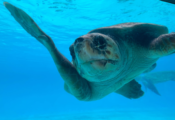 冲绳美丽海水族馆第 128 张图片