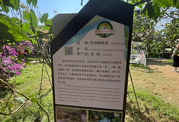 世界热带水果之窗第 38 张图片