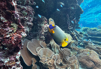 冲绳美丽海水族馆第 49 张图片