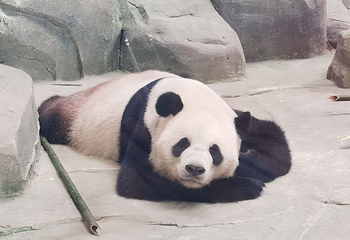 绵阳中华大熊猫苑第 12 张图片