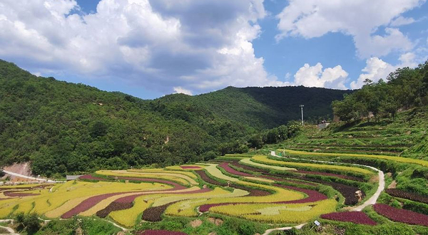 核桃箐彝族文化生态旅游景区