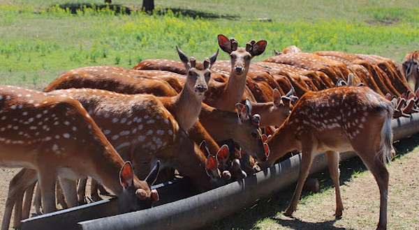 Форест Фарм Forest Farm