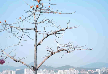 鹿回头风景区第 223 张图片